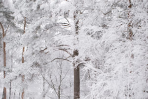 Frozen trees, covered with thick white hoarfrost, blurred background Frozen trees, covered with thick white hoarfrost, blurred background